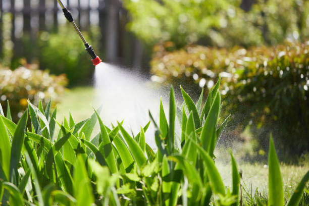 24/7 Emergency Termite Control experts in Scissors, TX